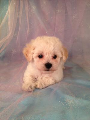 Male Bichon Poo #6 Born March 25th 2013|Sire- Bichon Dam- Poodle Ready By June 2013 2